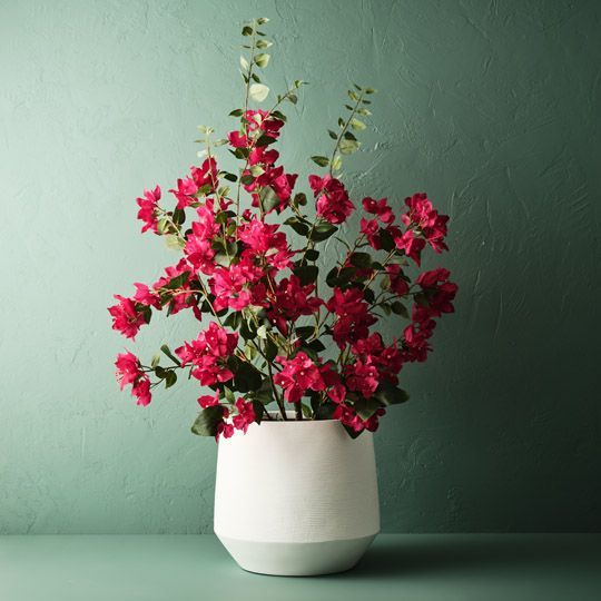 Bougainvillea